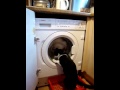 Fellini The Washing Machine
