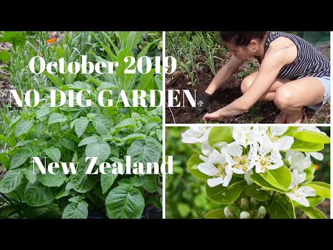 October in my No-Dig Garden // NZ garden // Spring