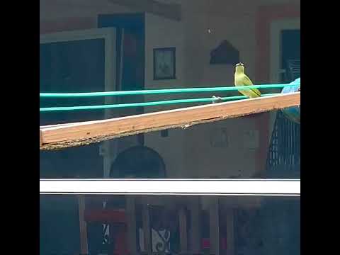 PANAMA WILDLIFE: Female Red-Legged Honey Creeper