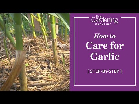 , title : 'How to Care for Garlic'