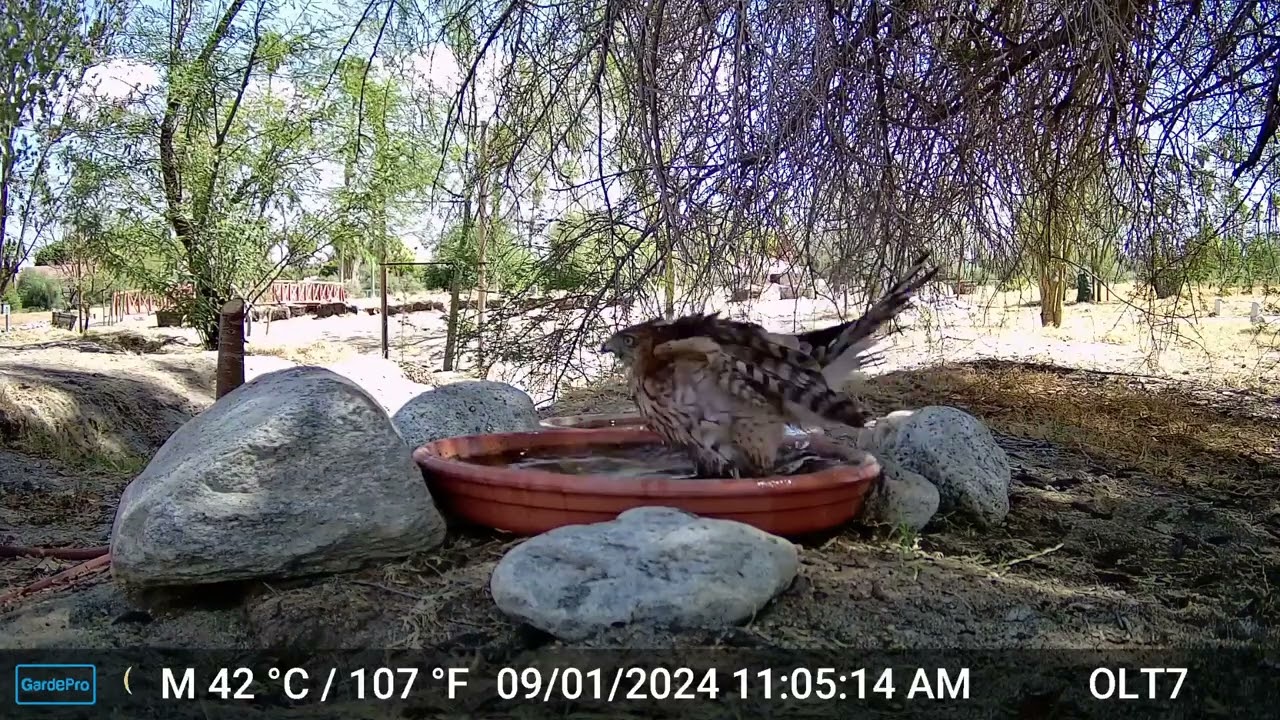S2E15: A Cooper's Hawk Takes A Bath Before Calling Out To Another Hawk And Flying Away
