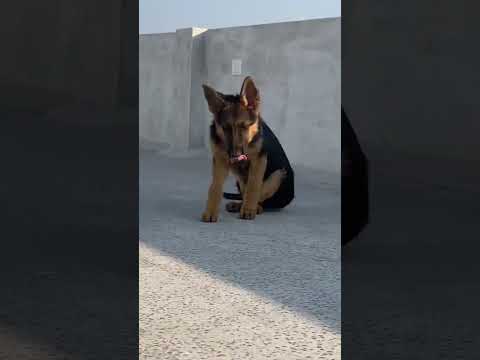 #dog #trending #garmanshepherd #puppy #doglover #gsdpuppy #gsd #dogs #love #sidhumoosewala