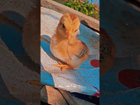 , title : 'Wow baby hen funny moment | funny chicks video || coloured chicks | chicken hen baby #shorts'