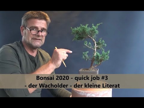 Bonsai 2020-43 - quick job #3 - der Wacholder - der kleine Literat