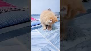 Download lagu 😂 Anda Tidak Akan Percaya Bagaimana Kucing Ini Bermain dengan Bola mp3
