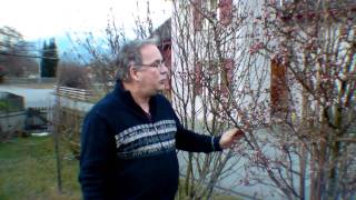 Winterschneeball - Viburnum Bodnantense