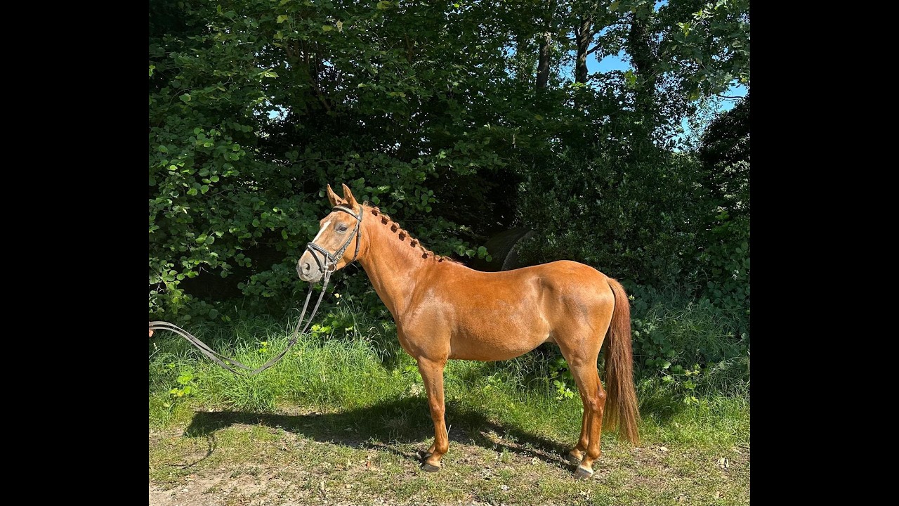 Rancho Di Cabai Bless (GRUYTER'S BRUNO MARS x MESCALERO) video 1