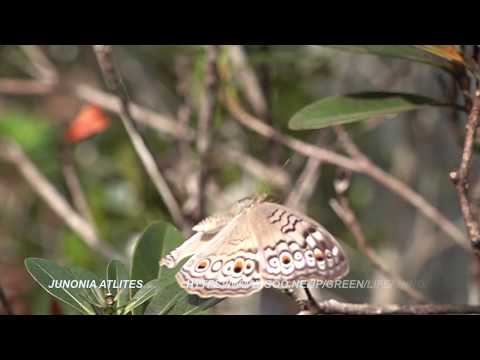 Entopiaで見られるタテハチョウ　Nymphalidae butterflies of Entopia PENANG