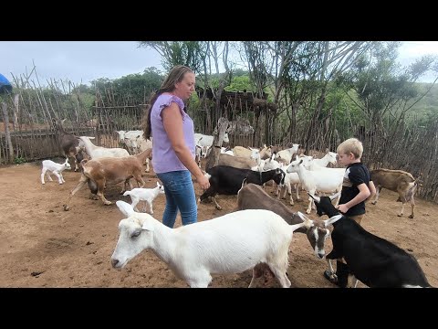 FUI CONHECER UMA CRIAÇÃO DE CABRAS LEITEIRA DE ALTA GENÉTICA EM GADO BRAVO CAPRIL LJ 