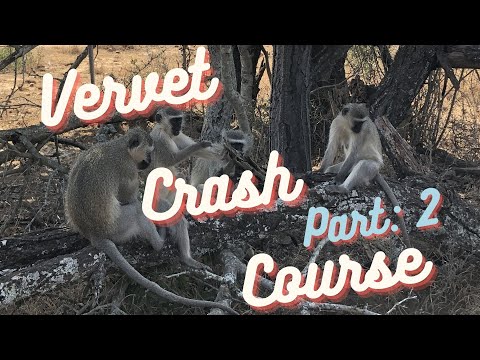 Vervet Crash Course: Social Behavior