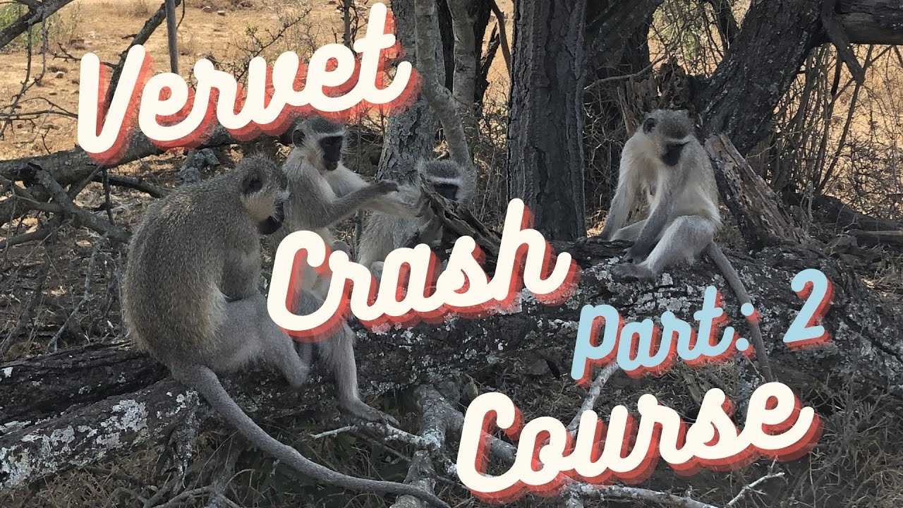 Vervet Crash Course: Social Behavior