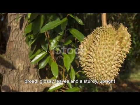The Durian Chronicles: From Seed to Supermarket
