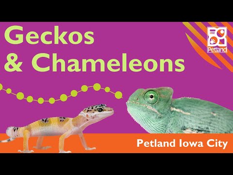 Veiled Chameleons & Leopard Geckos