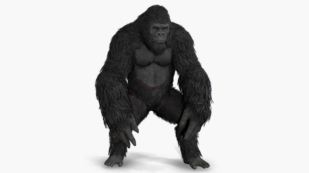 Gorilla ape orangutan 3D Model