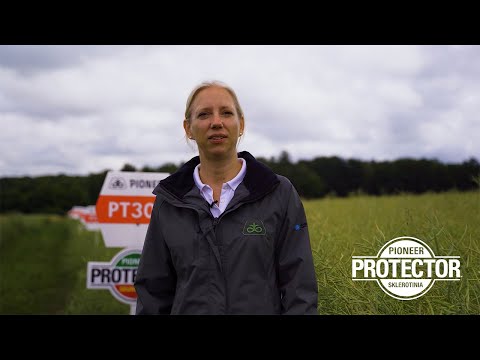 PT303 – Die erste Sklerotinia-tolerante Winterrapshybride