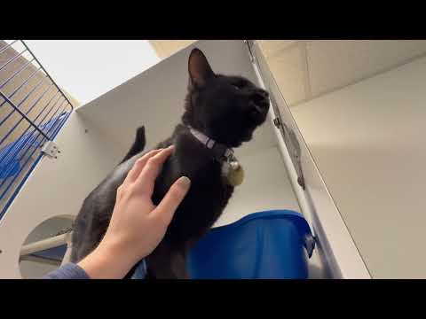 Meet Taren a Domestic Shorthair currently available for adoption! 10/23/2025 5:23:12 PM