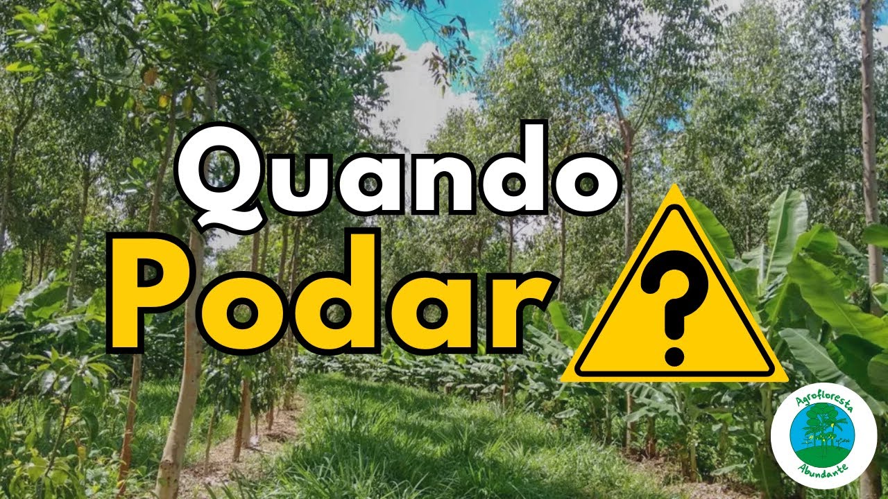 Descubra o Momento Exato para Poda em Agroflorestas
