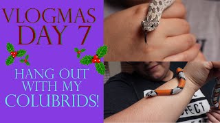 Vlogmas Day 7 | HANG OUT WITH MY COLUBRIDS!