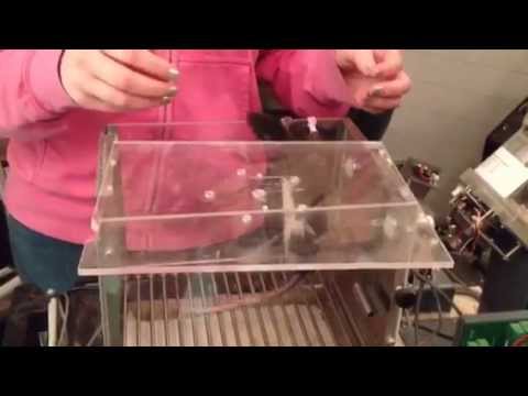 Rat Olympics Sierra Skinner Box 2015