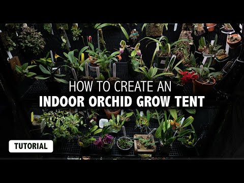 Growing Orchids Indoors | How to Create an Orchid Grow Tent and ALL the Equipment You Need!