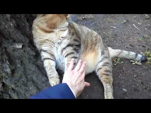 Толстый кот Степан и его подружка Лиза