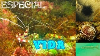 preview picture of video 'Especial Vida | Maria Chiquita |'