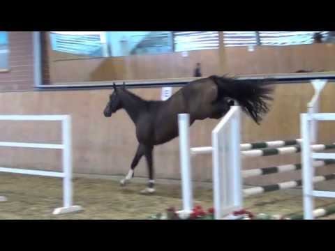 Olympic Fire-Juventus gelding * 2009 for sale