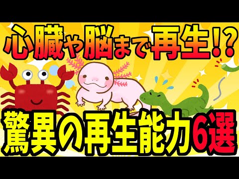 なぜ一部の動物は失われた体の部分が再生するのでしょうか?