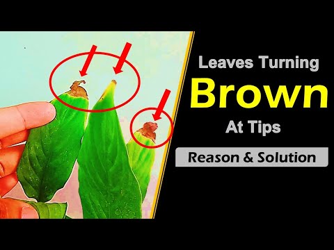 YouTube video about: Why are my plant leaves cracking?