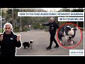 HOW TO FIX YOUR DOG S FOOD AGGRESSION DOG TIPS 4