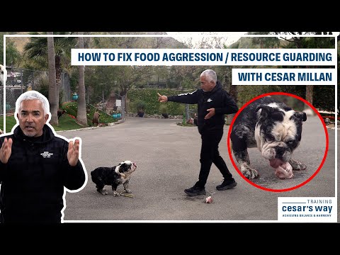 HOW TO FIX YOUR DOG'S FOOD AGGRESSION | DOG TIPS #4