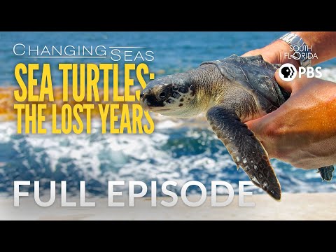 Sea Turtles: The Lost Years - Full Episode