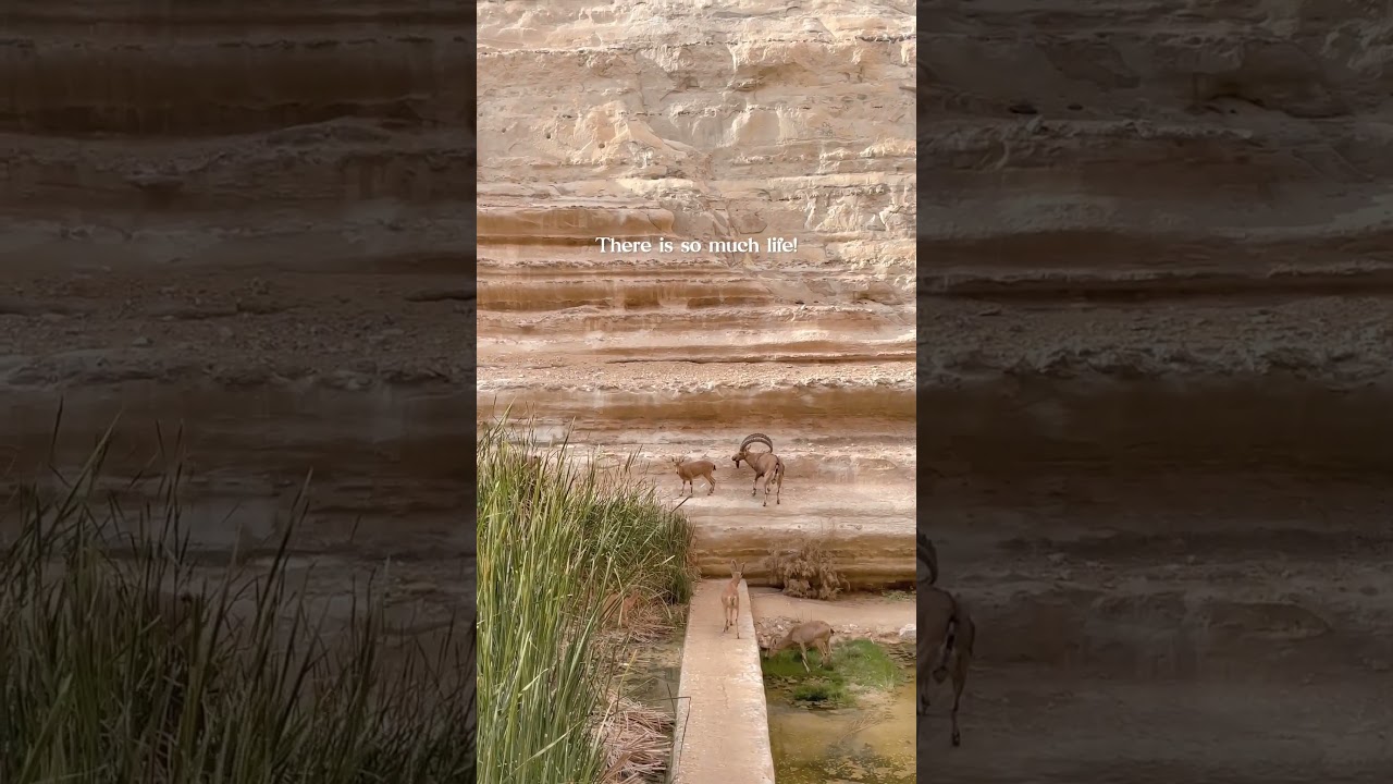 Don't miss the wonders of the Negev Desert!