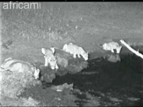 Tsalala Lion Pride at Nkorho Africam.com July 18, 2011