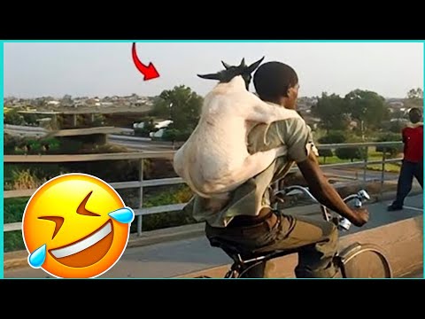 Instant Regret Fails Compilation 😂😁#193 - People Being Idiots | 🤣 Try Not to Laugh - By Comedy Craze