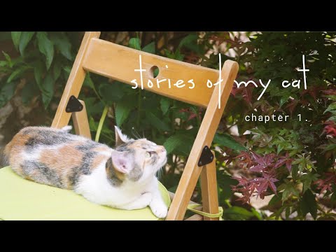 How I met my cat, stories of my cat : chapter 1