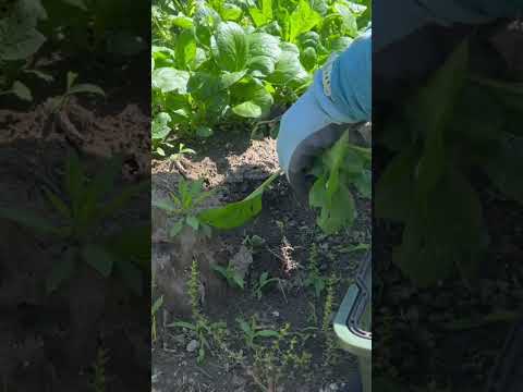 園芸 ニーム、インドニーム、インドスギ、インドライラック、インドアザディラ