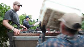 preview picture of video 'Quality Control Viticulture: sorting wine grapes in the vineyard at harvest'