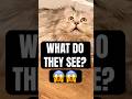 Cats See Something In Your House You Can T Cats Shorts Animals
