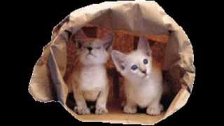 Maysa Leak - Out of the Blue