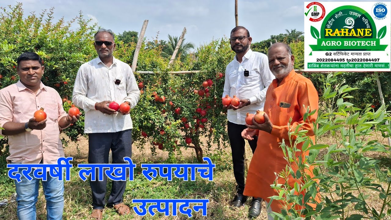 डाळिंबाने जमिनीची किंमत चार पट दिली /बागेने केले लखपती 175 किलो भाव भराडे यांची यशोगाथा
