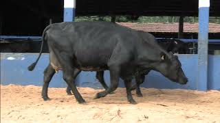 Vídeo 31 - 1ª ETAPA MEGA LIQUIDAÇÃO TOTAL AGROPECUÁRIA MARAJOARA - DIA 4 | GADO GIROLANDO E HOLANDÊS