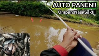 Download lagu AUTO HARVEST!! Fishing for Nilem fish in a murky river - using rice as bait #part1 mp3 Download lagu AUTO HARVEST!! Fishing for Nilem fish in a murky river - using rice as bait #part1 mp3