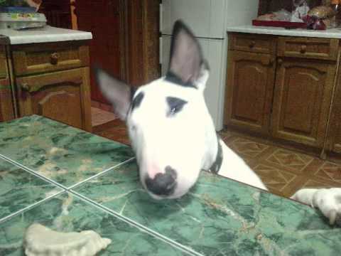 Bullterrier Ramzes
