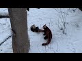 Red Pandas Playing in the Snow