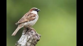 9 Reasons why have sparrows disappeared