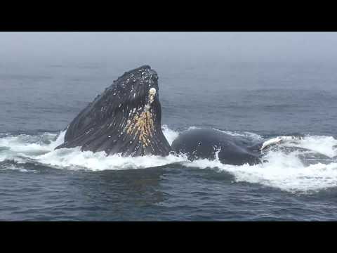 Humpback Whales feeding