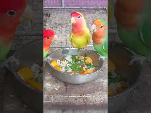 Soft food importance of Love Birds 😍 #viral #youtubeshorts #trending #shorts #lovebirds