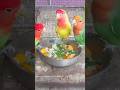 Soft Food Importance Of Love Birds Viral Youtubeshorts Trending Shorts Lovebirds