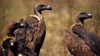 Vultures are critically endangered